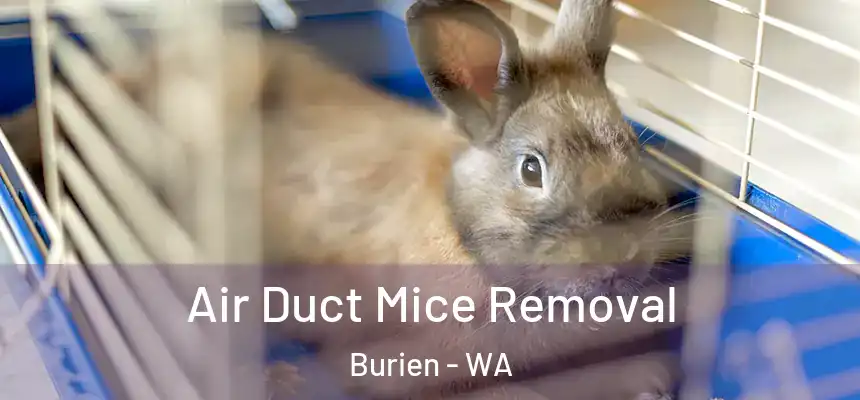 Air Duct Mice Removal Burien - WA