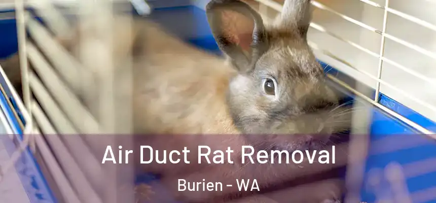 Air Duct Rat Removal Burien - WA